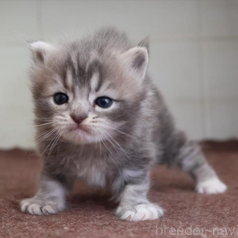 販売中の愛知県のマンチカン-139665の8枚目