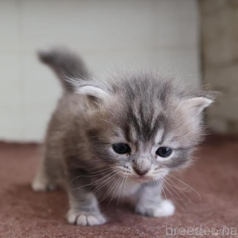 販売中の愛知県のマンチカン-139665の7枚目