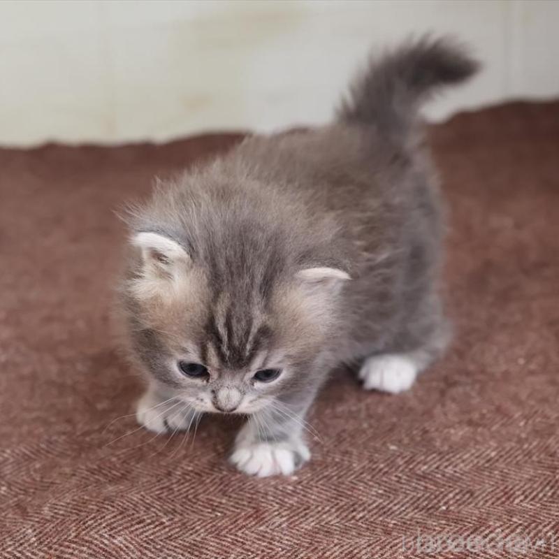 販売中の愛知県のマンチカン-139665の6枚目