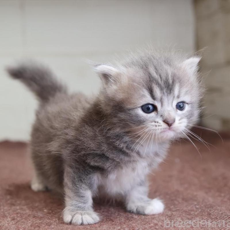 販売中の愛知県のマンチカン-139665の5枚目