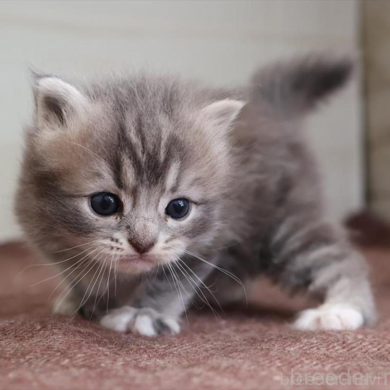 販売中の愛知県のマンチカン-139665の4枚目