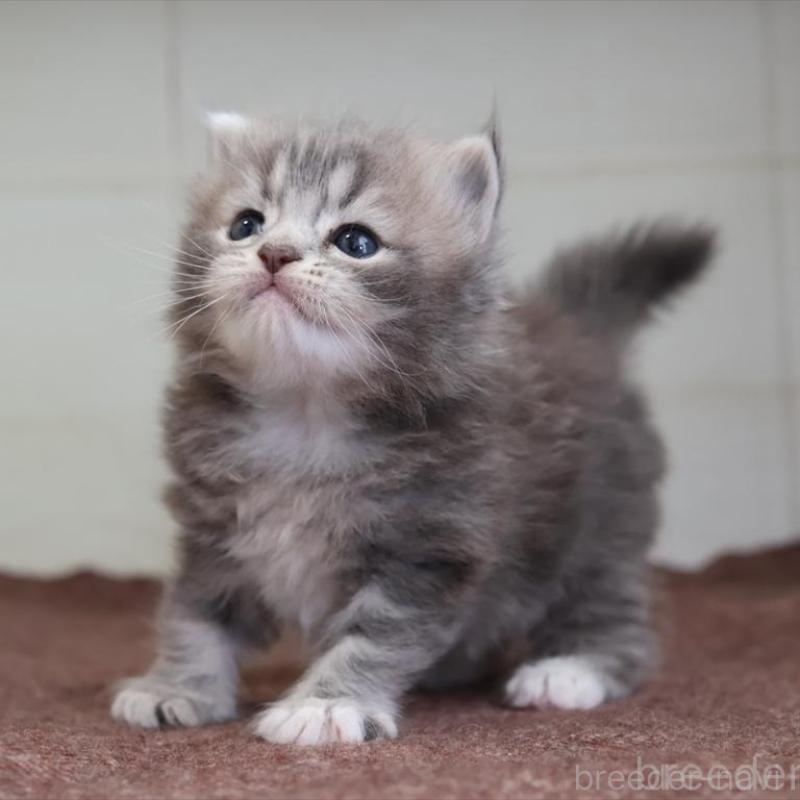 販売中の愛知県のマンチカン-139665の2枚目