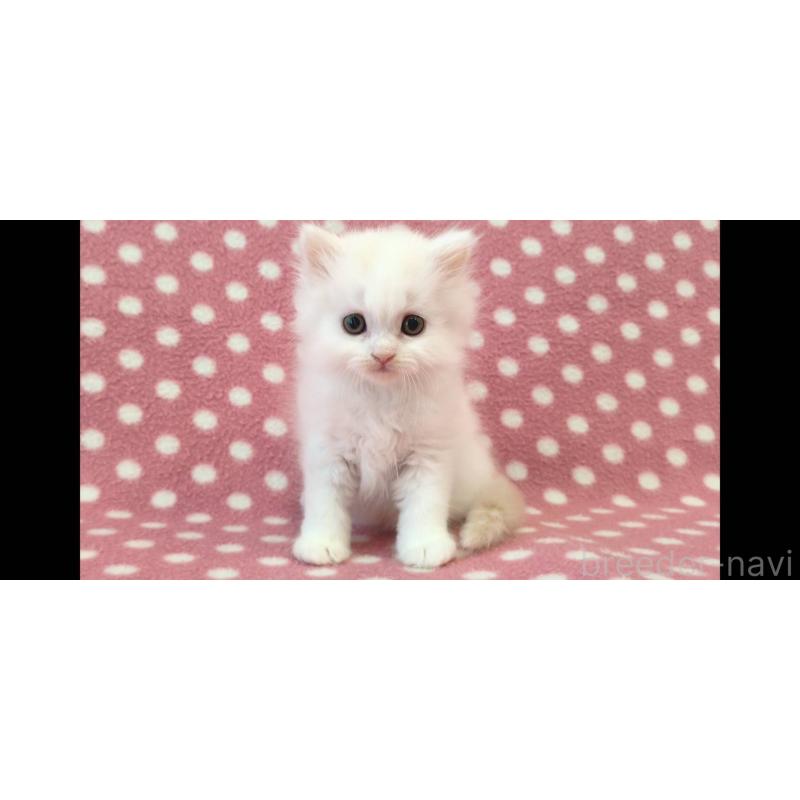 販売中の愛知県のミヌエット-139666の4枚目