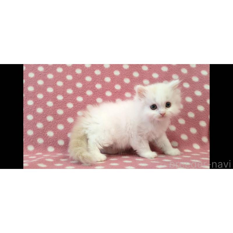 販売中の愛知県のミヌエット-139666の3枚目