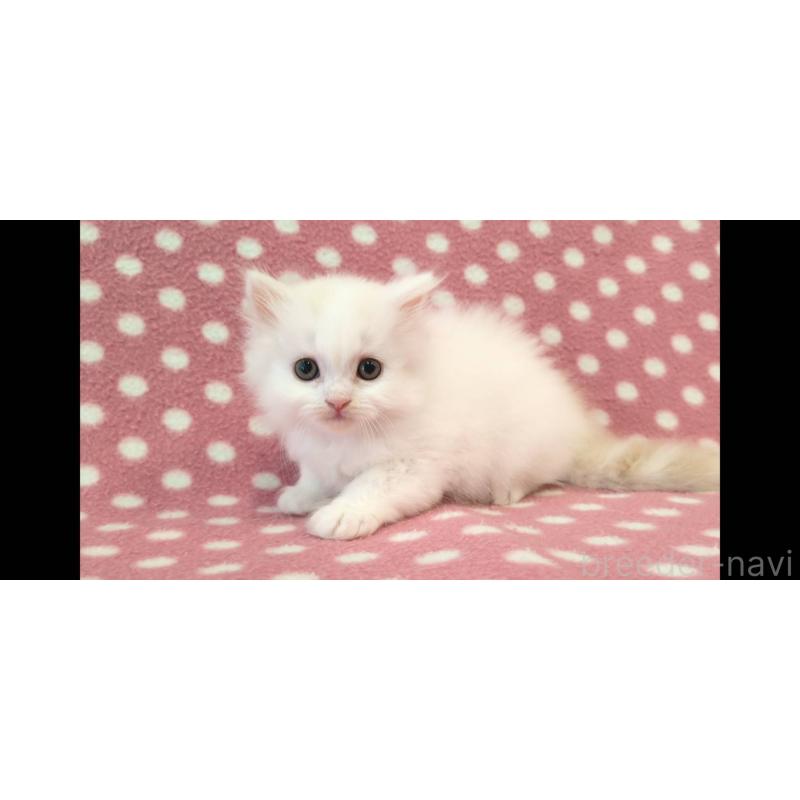 販売中の愛知県のミヌエット-139666の2枚目