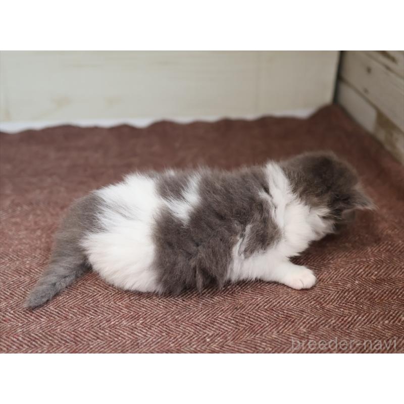 販売中の愛知県のサイベリアン-139668の11枚目