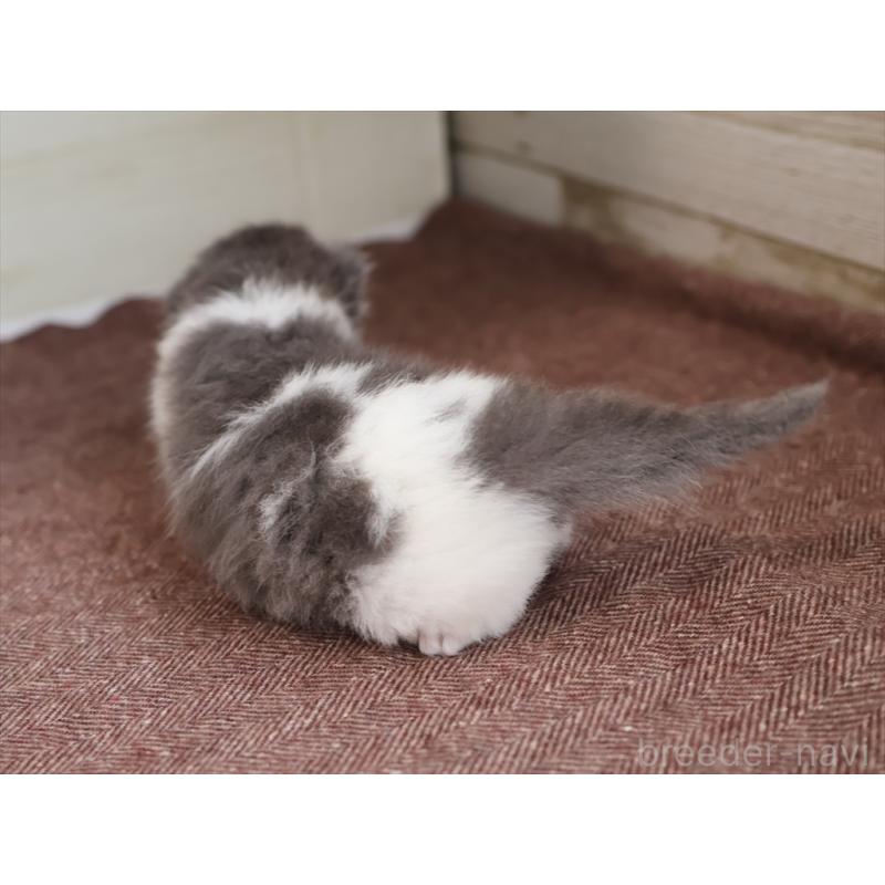 販売中の愛知県のサイベリアン-139668の10枚目