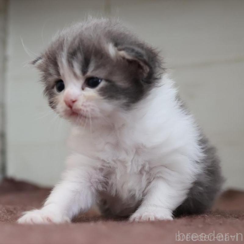 販売中の愛知県のサイベリアン-139668の9枚目