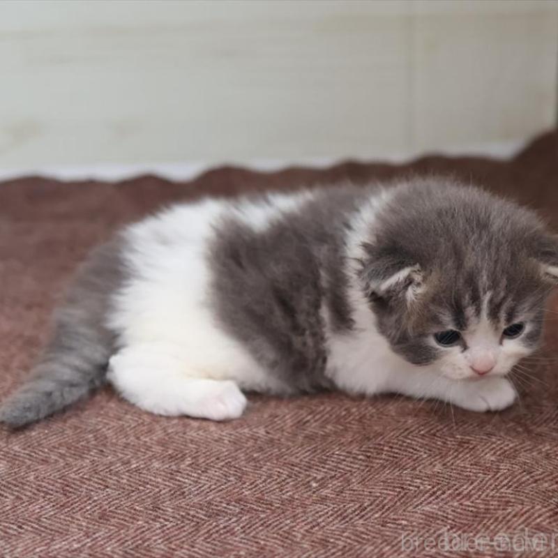 販売中の愛知県のサイベリアン-139668の8枚目