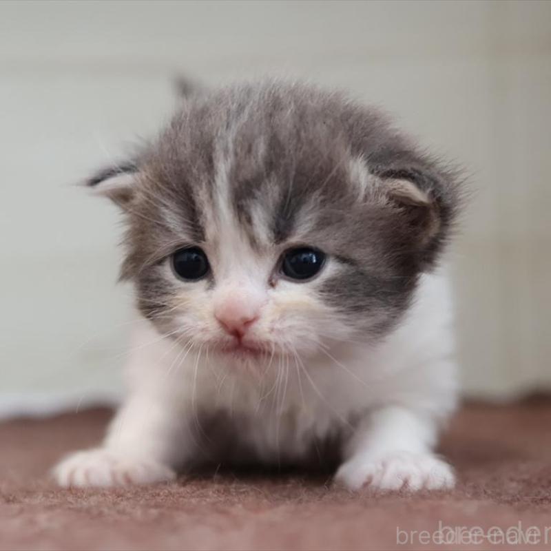 販売中の愛知県のサイベリアン-139668の7枚目