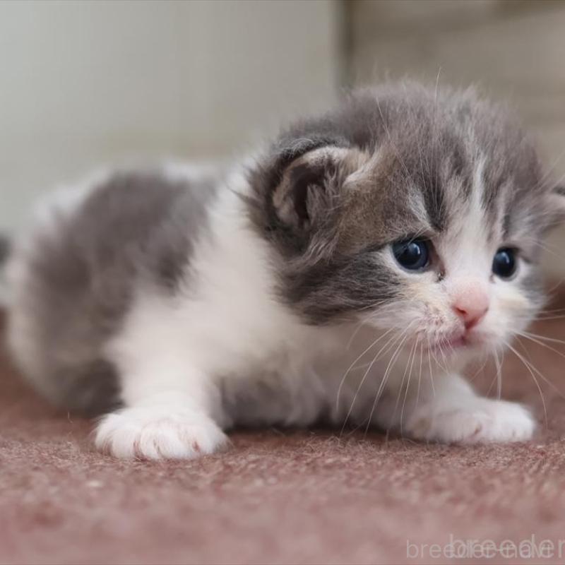 販売中の愛知県のサイベリアン-139668の6枚目