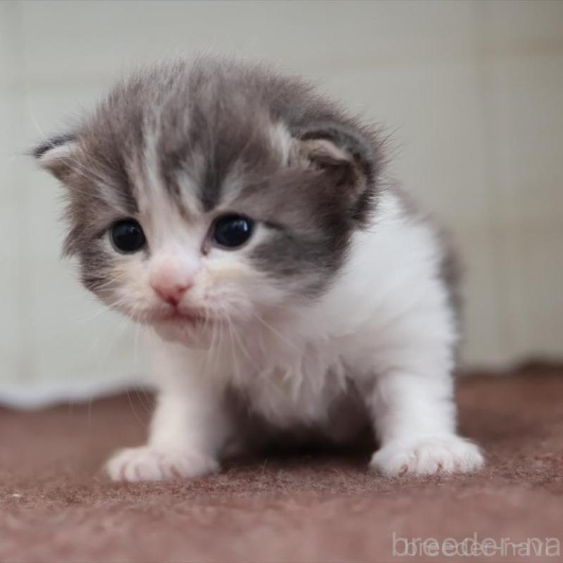 販売中の愛知県のサイベリアン-139668の5枚目