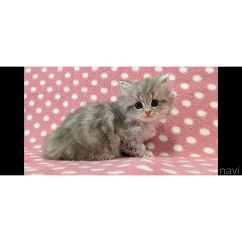 販売中の愛知県のミヌエット-139667の3枚目