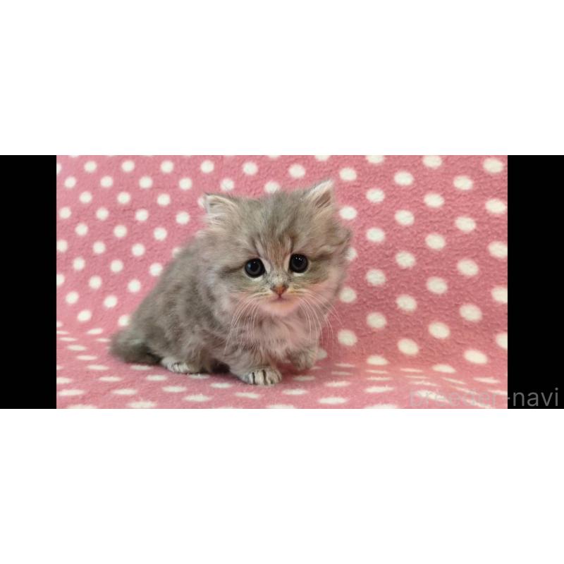 販売中の愛知県のミヌエット-139667の2枚目