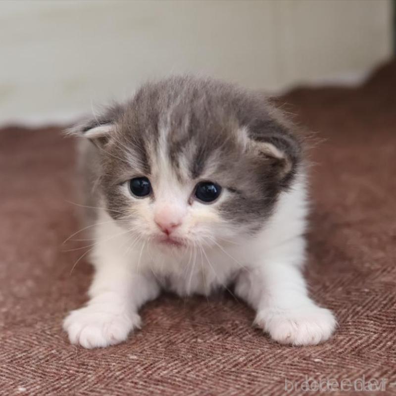 販売中の愛知県のサイベリアン-139668の3枚目