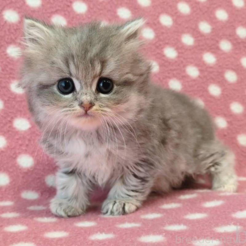 販売中の愛知県のミヌエット-139667の1枚目