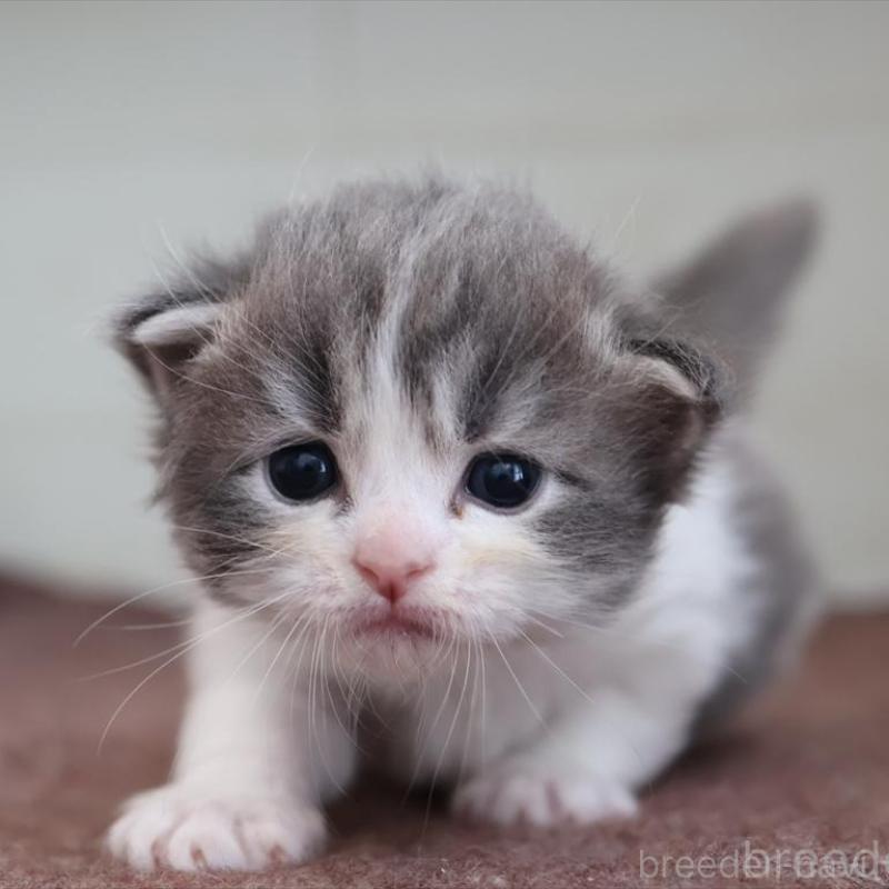 販売中の愛知県のサイベリアン-139668の2枚目