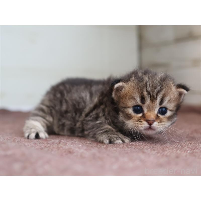 販売中の愛知県のサイベリアン-139669の12枚目