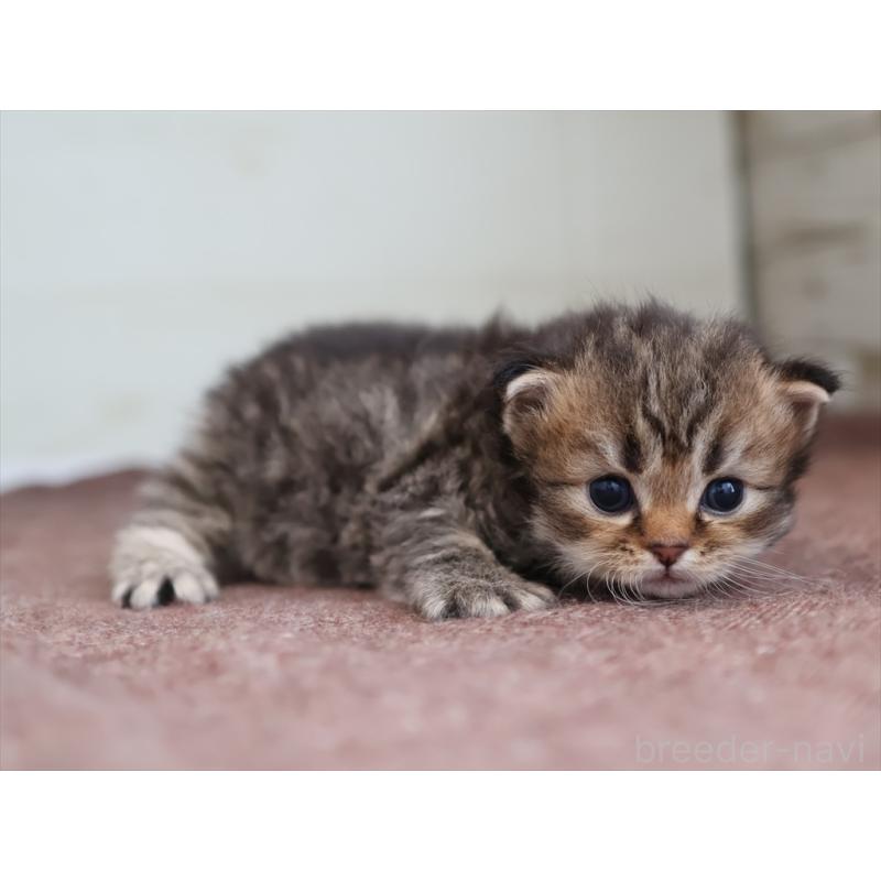 販売中の愛知県のサイベリアン-139669の11枚目