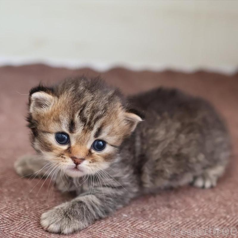 販売中の愛知県のサイベリアン-139669の9枚目