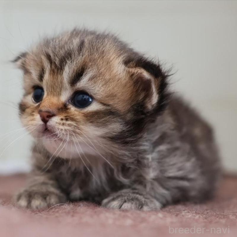 販売中の愛知県のサイベリアン-139669の8枚目