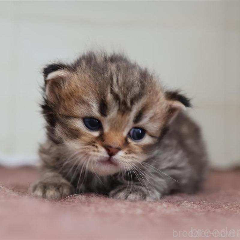 販売中の愛知県のサイベリアン-139669の7枚目