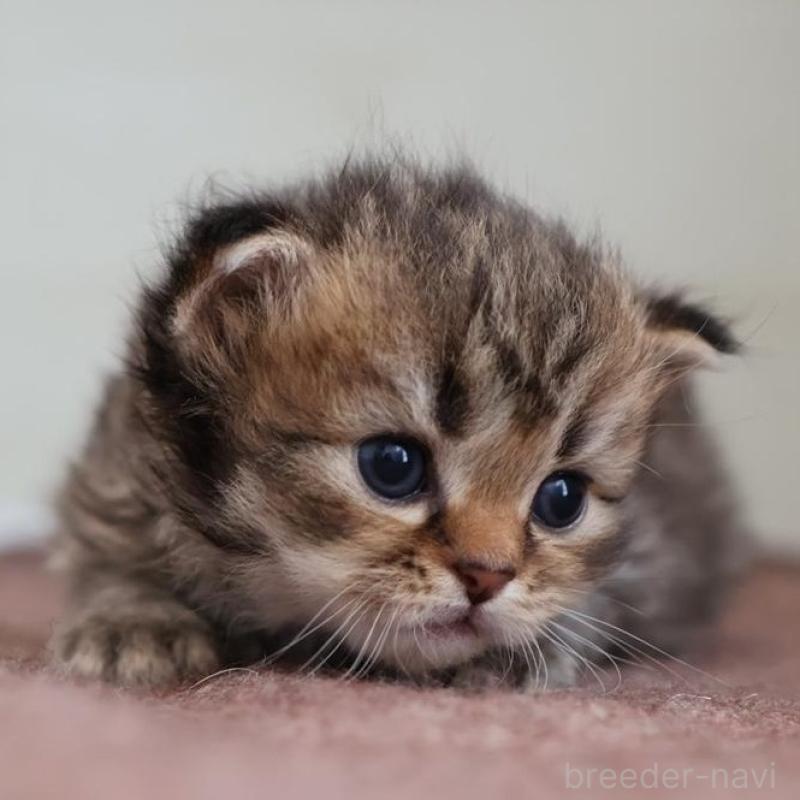 販売中の愛知県のサイベリアン-139669の6枚目