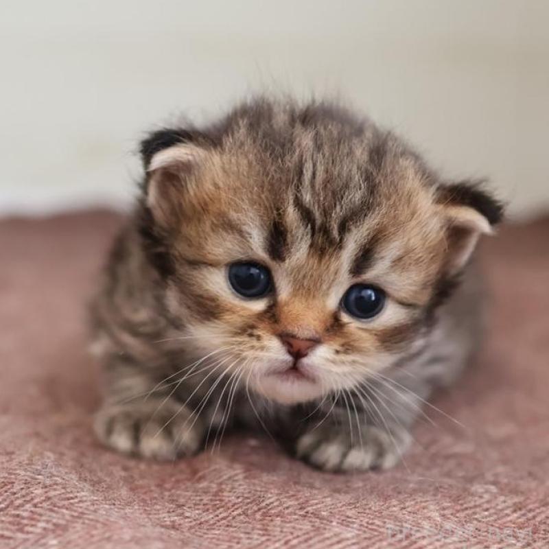 販売中の愛知県のサイベリアン-139669