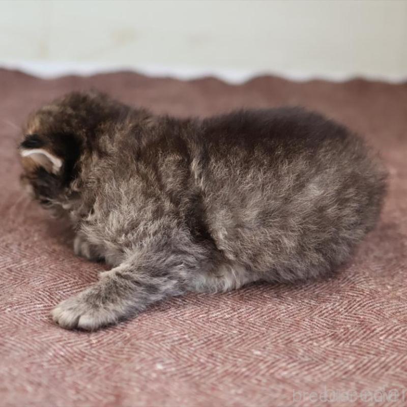 販売中の愛知県のサイベリアン-139669の5枚目