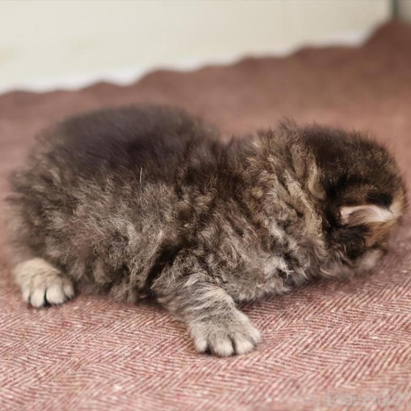 販売中の愛知県のサイベリアン-139669の4枚目