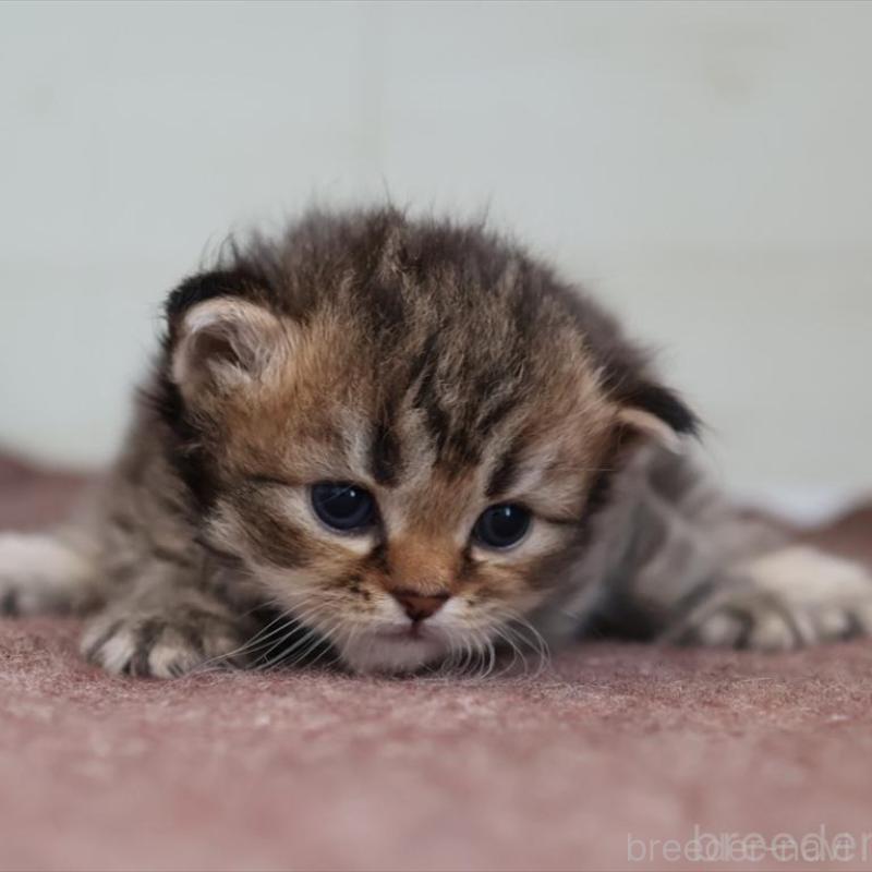 販売中の愛知県のサイベリアン-139669の3枚目