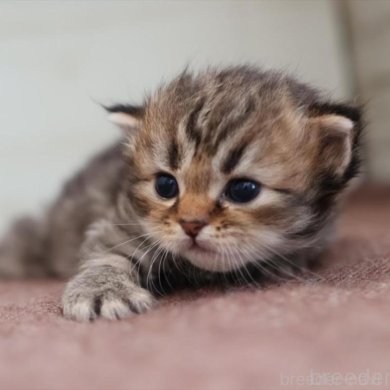 販売中の愛知県のサイベリアン-139669の2枚目