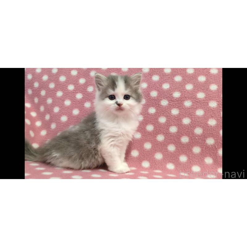 販売中の愛知県のミヌエット-139670の3枚目