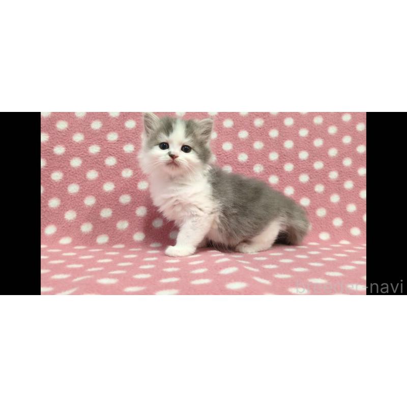 販売中の愛知県のミヌエット-139670の2枚目