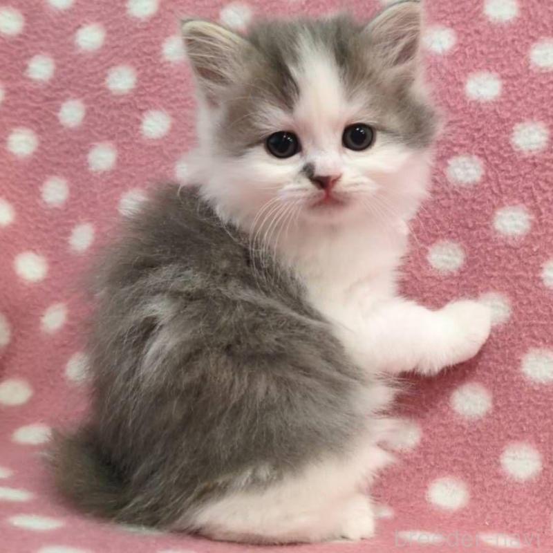 販売中の愛知県のミヌエット-139670の1枚目