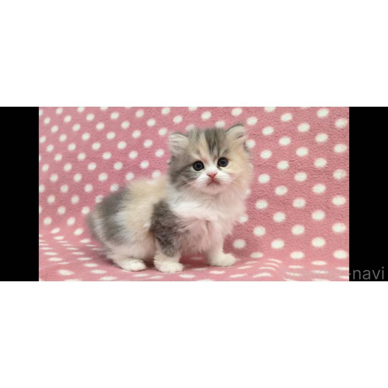 販売中の愛知県のミヌエット-139671の3枚目