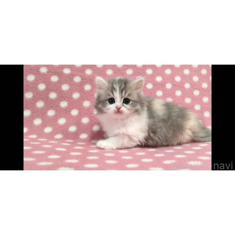 販売中の愛知県のミヌエット-139672の3枚目