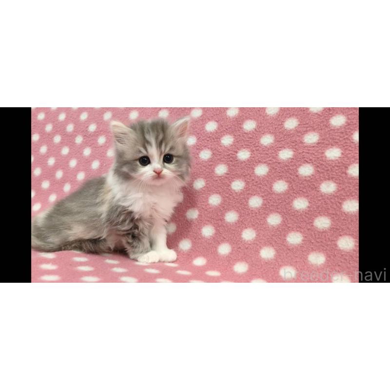 販売中の愛知県のミヌエット-139672の2枚目