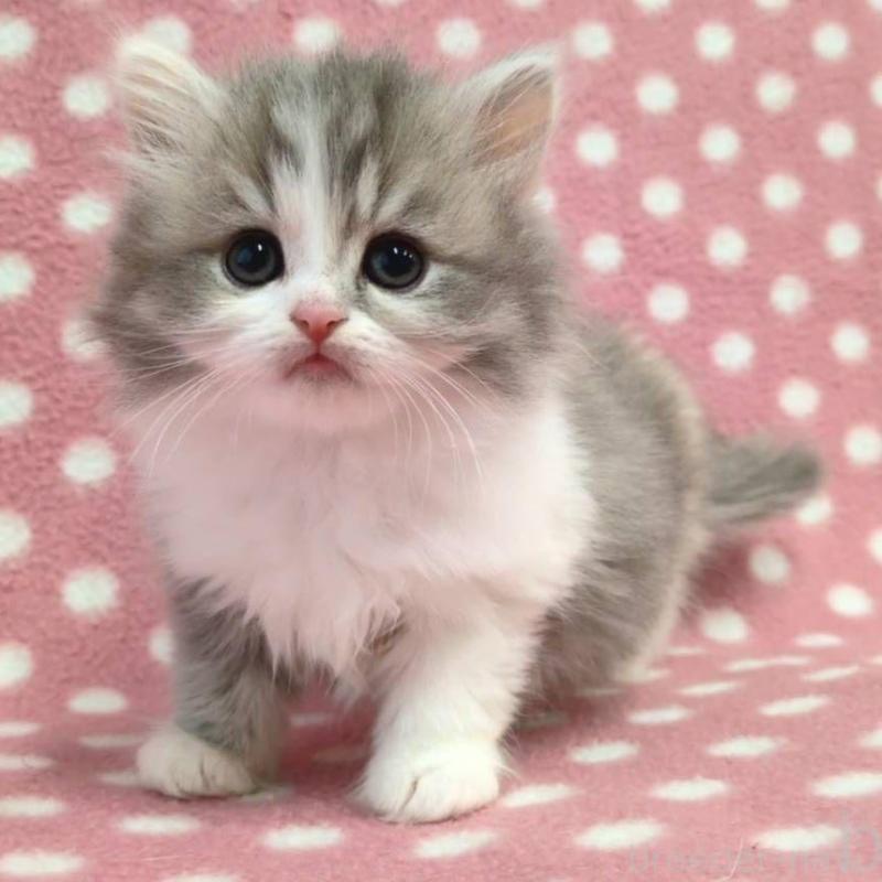 販売中の愛知県のミヌエット-139672の1枚目