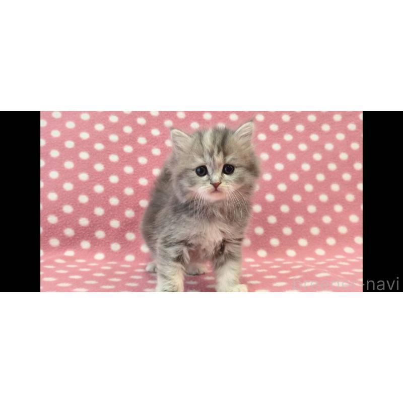 販売中の愛知県のマンチカン-139673の3枚目