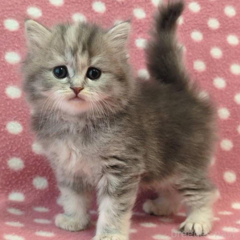 販売中の愛知県のマンチカン-139673の1枚目