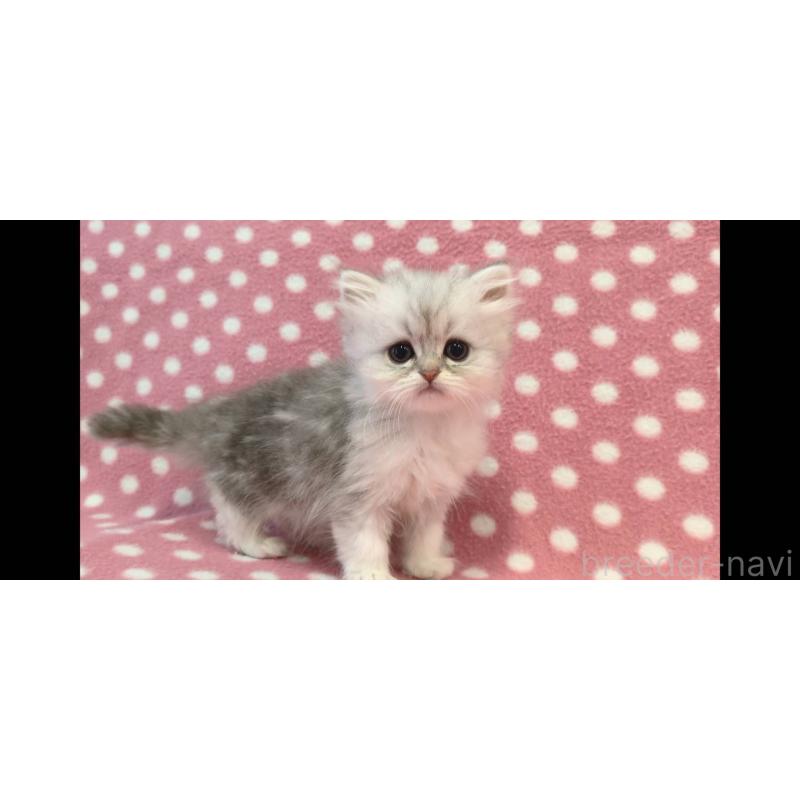 販売中の愛知県のペルシャ(チンチラ)-139674の3枚目