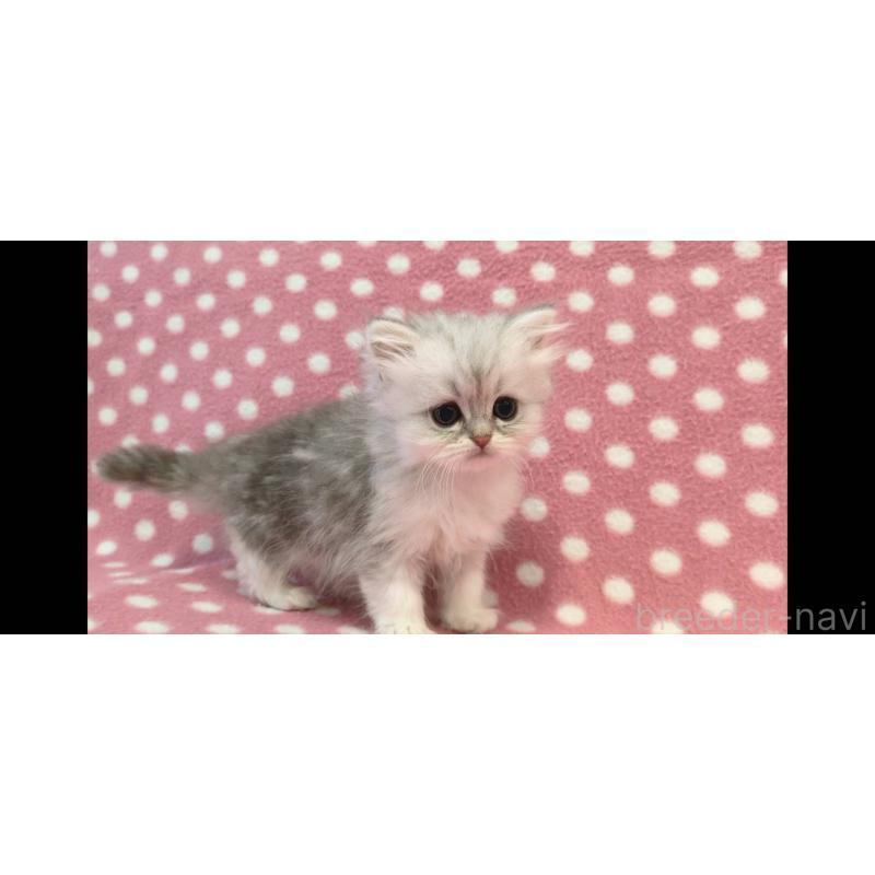 販売中の愛知県のペルシャ(チンチラ)-139674の2枚目