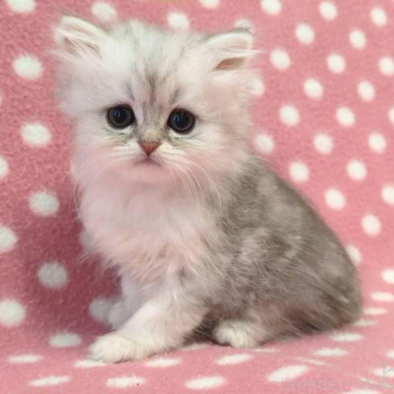販売中の愛知県のペルシャ(チンチラ)-139674の1枚目
