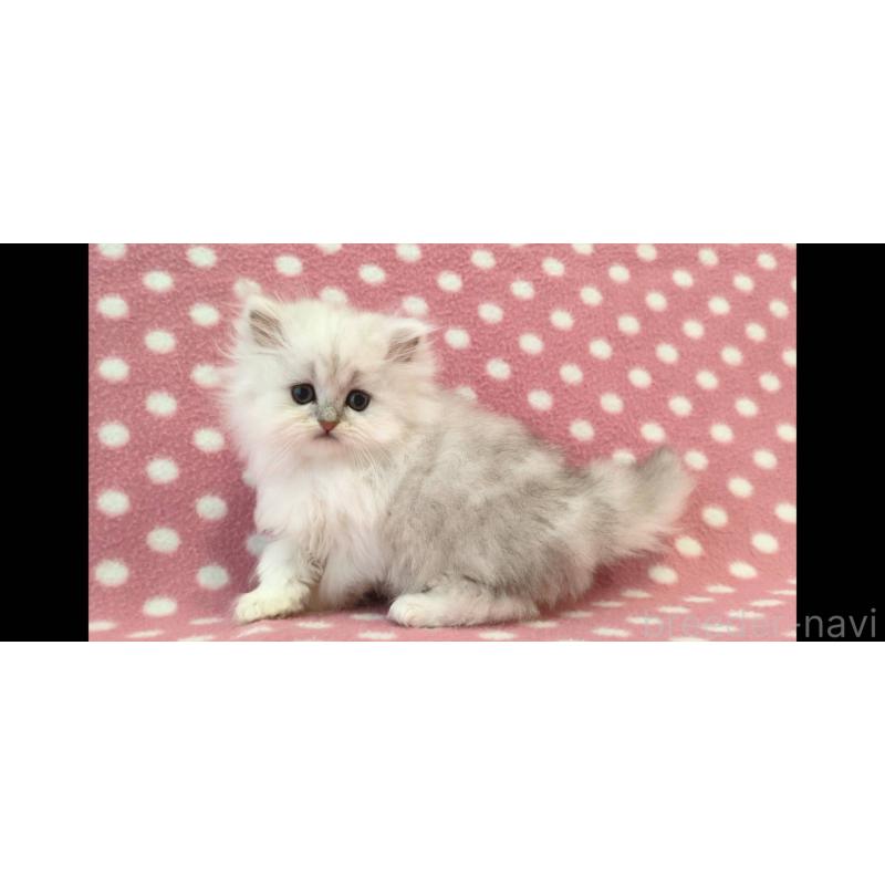 販売中の愛知県のペルシャ(チンチラ)-139675の3枚目