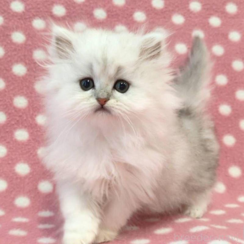 販売中の愛知県のペルシャ(チンチラ)-139675の1枚目