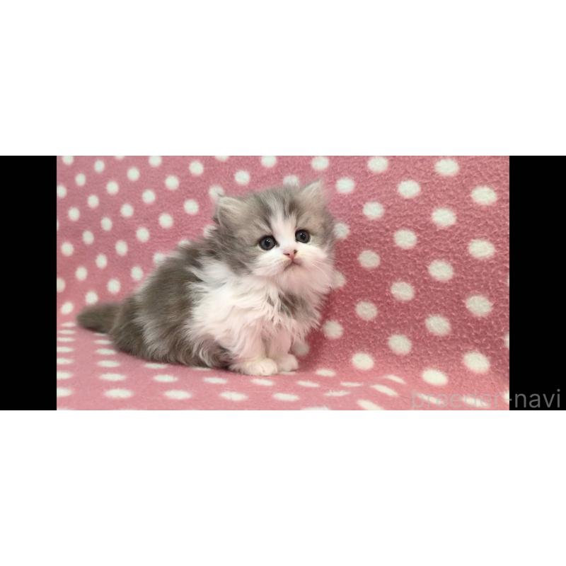 販売中の愛知県のミヌエット(短足)-139676の4枚目