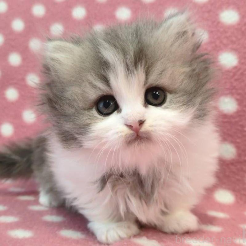 販売中の愛知県のミヌエット(短足)-139676