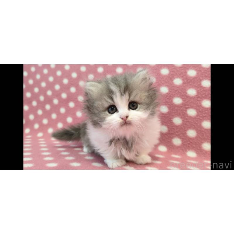 販売中の愛知県のミヌエット(短足)-139676の2枚目