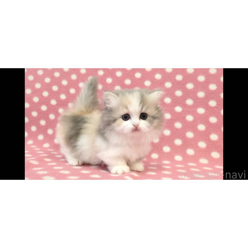 販売中の愛知県のミヌエット(短足)-139677の3枚目